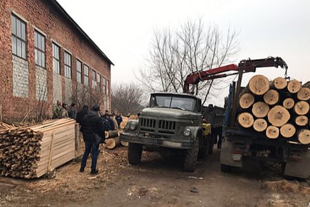 Лес в Одесской области рубят — количество обысков растет (фото)