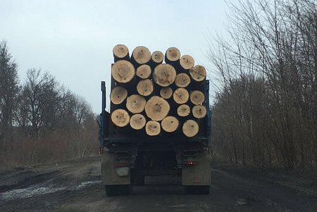 Лес в Одесской области рубят — количество обысков растет (фото)