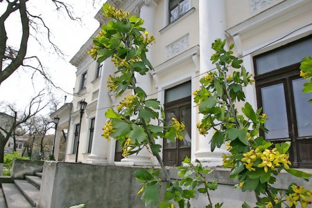 Воронцовский комплекс застыл в ожидании омоложения (фоторепортаж)