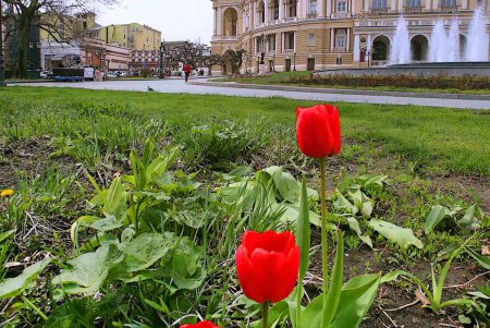 Одесский оперный в цветах (ностальгический фоторепортаж)