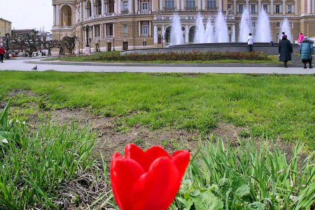 Одесский оперный в цветах (ностальгический фоторепортаж)