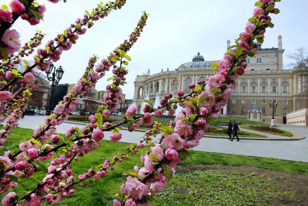 Одесский оперный в цветах (ностальгический фоторепортаж)