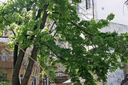 Фотопроменад по «Маразлиевской»