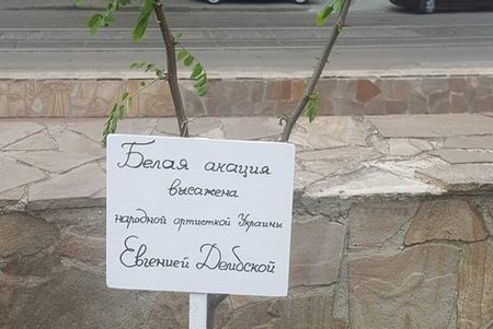 Белая акация украшает сцену и площадь одесской Музкомедии (фото)