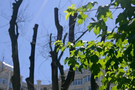 Французский бульвар переодевается и… оголяется (фоторепортаж) 