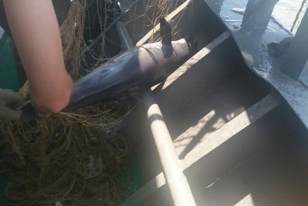 Браконьеры стали причиной гибели нескольких дельфинов (фото) 