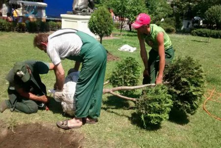 Зеленое многообразие Городского сада разбавили газоустойчивые деревья (фото)