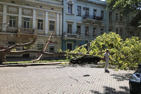 Движение по ул. Пушкинской частично перекрыто: на проезжую часть рухнуло дерево (фото) 