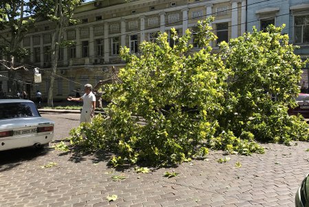 Движение по ул. Пушкинской частично перекрыто: на проезжую часть рухнуло дерево (фото) 