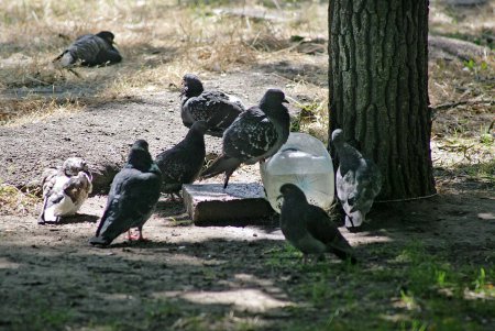 В Одессе будет немецкий сквер (фоторепортаж)