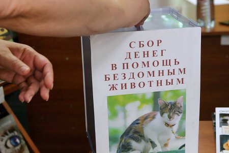 Обычная библиотека стала территорией царственных существ (фоторепортаж)