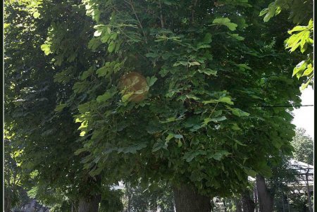 Одесский Горсад: между историей, праздником и… праздником (фоторепортаж)