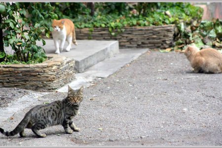  Коты — часть экосистемы Одессы (фоторепортаж)