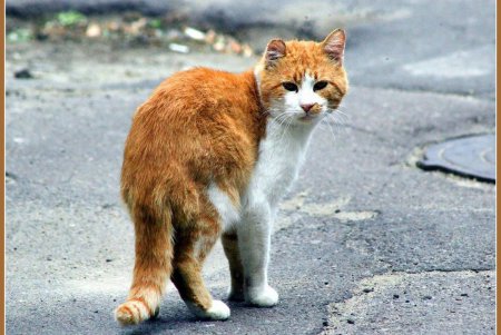  Коты — часть экосистемы Одессы (фоторепортаж)