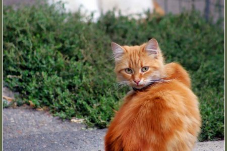  Коты — часть экосистемы Одессы (фоторепортаж)