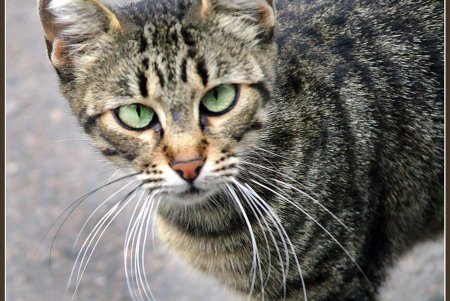  Коты — часть экосистемы Одессы (фоторепортаж)