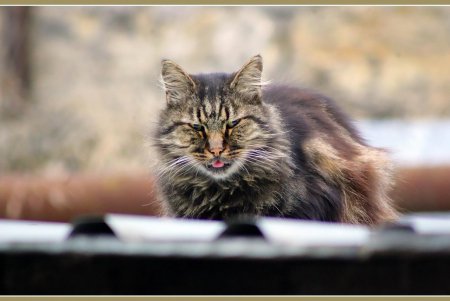  Коты — часть экосистемы Одессы (фоторепортаж)