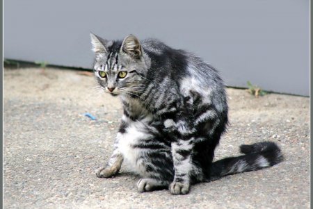  Коты — часть экосистемы Одессы (фоторепортаж)