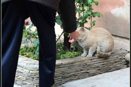  Коты — часть экосистемы Одессы (фоторепортаж)