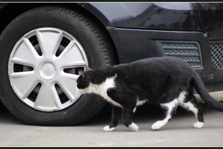  Коты — часть экосистемы Одессы (фоторепортаж)