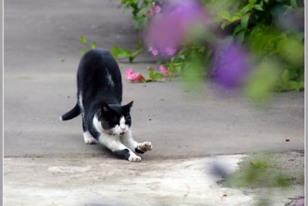  Коты — часть экосистемы Одессы (фоторепортаж)