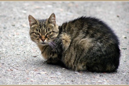  Коты — часть экосистемы Одессы (фоторепортаж)