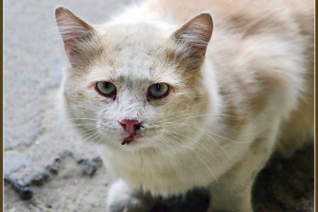  Коты — часть экосистемы Одессы (фоторепортаж)
