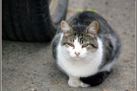  Коты — часть экосистемы Одессы (фоторепортаж)