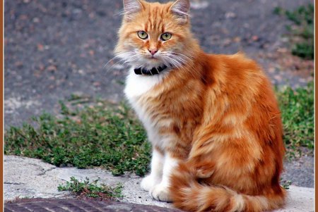  Коты — часть экосистемы Одессы (фоторепортаж)