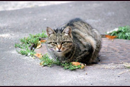  Коты — часть экосистемы Одессы (фоторепортаж)