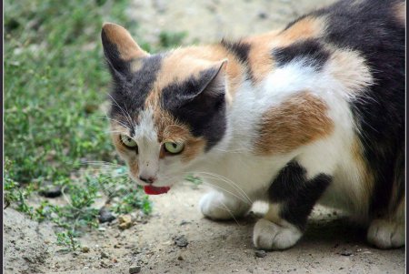  Коты — часть экосистемы Одессы (фоторепортаж)
