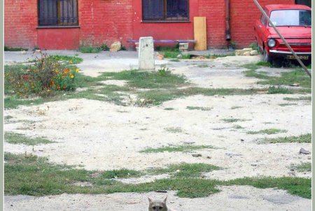  Коты — часть экосистемы Одессы (фоторепортаж)