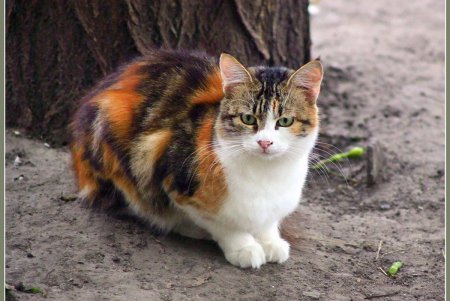  Коты — часть экосистемы Одессы (фоторепортаж)