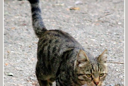  Коты — часть экосистемы Одессы (фоторепортаж)