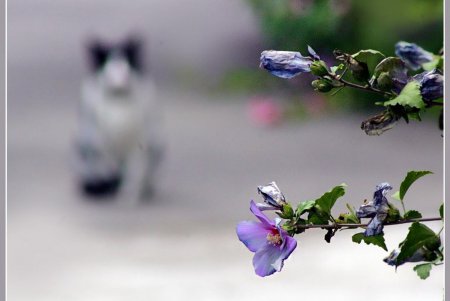  Коты — часть экосистемы Одессы (фоторепортаж)
