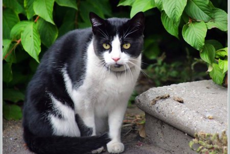  Коты — часть экосистемы Одессы (фоторепортаж)