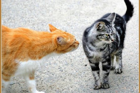  Коты — часть экосистемы Одессы (фоторепортаж)