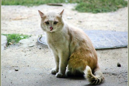  Коты — часть экосистемы Одессы (фоторепортаж)