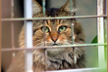  Коты — часть экосистемы Одессы (фоторепортаж)