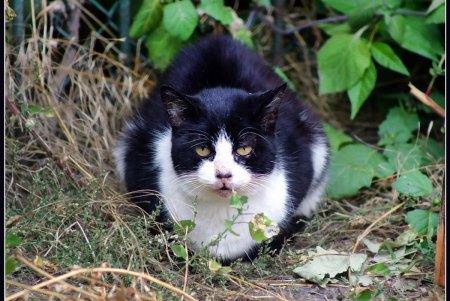  Коты — часть экосистемы Одессы (фоторепортаж)