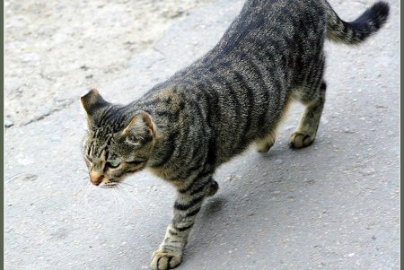  Коты — часть экосистемы Одессы (фоторепортаж)