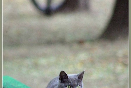  Коты — часть экосистемы Одессы (фоторепортаж)