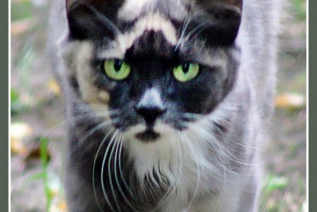  Коты — часть экосистемы Одессы (фоторепортаж)