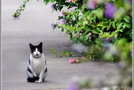  Коты — часть экосистемы Одессы (фоторепортаж)