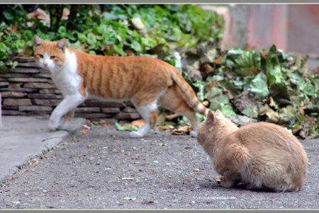  Коты — часть экосистемы Одессы (фоторепортаж)