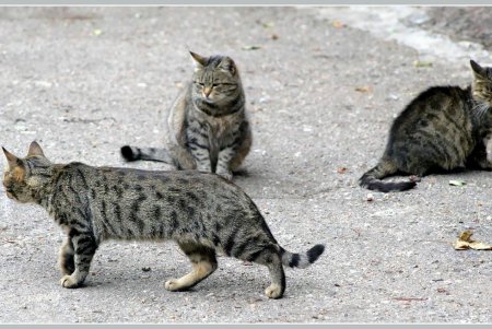  Коты — часть экосистемы Одессы (фоторепортаж)