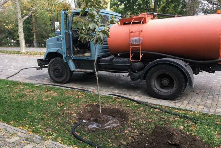 В парке Шевченко посвежели деревья и преобразились скамейки (фото)