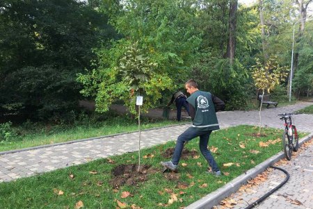 В парке Шевченко посвежели деревья и преобразились скамейки (фото)