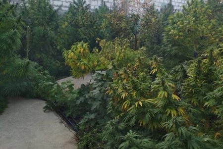 В Одесской области изъяли рекордную партию запрещенного «средства от стресса» (фото)