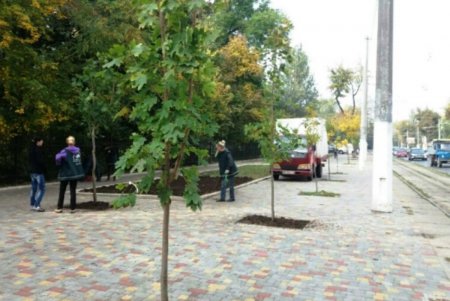 В Одессе продолжается массовое озеленение парков и скверов (фото)